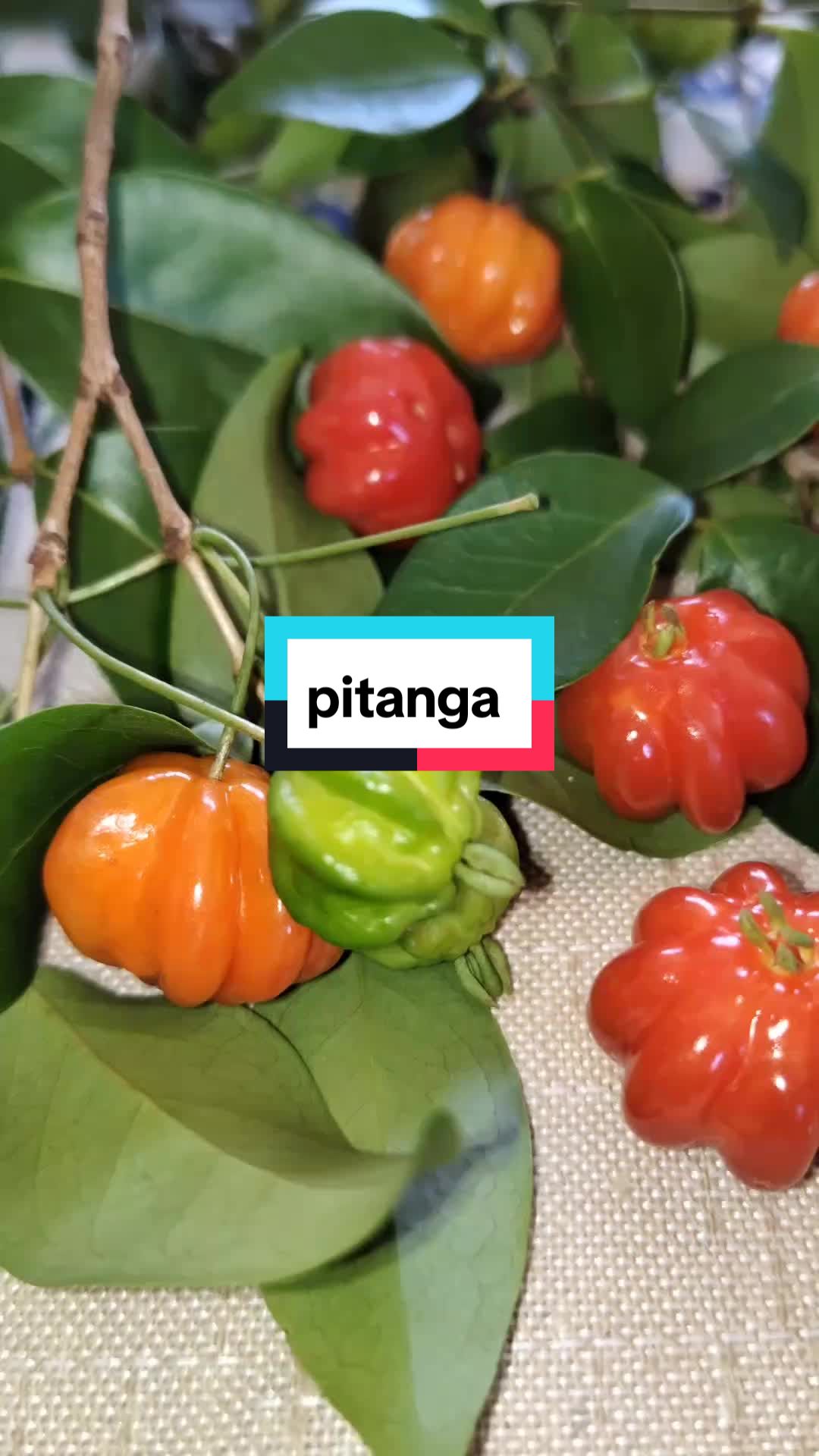 @Dicas e Receitas Naturais