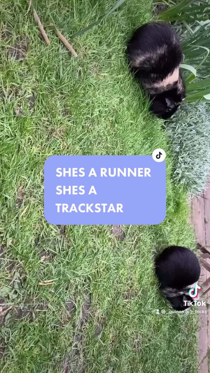 @Guinea pig tricks 🐹👍