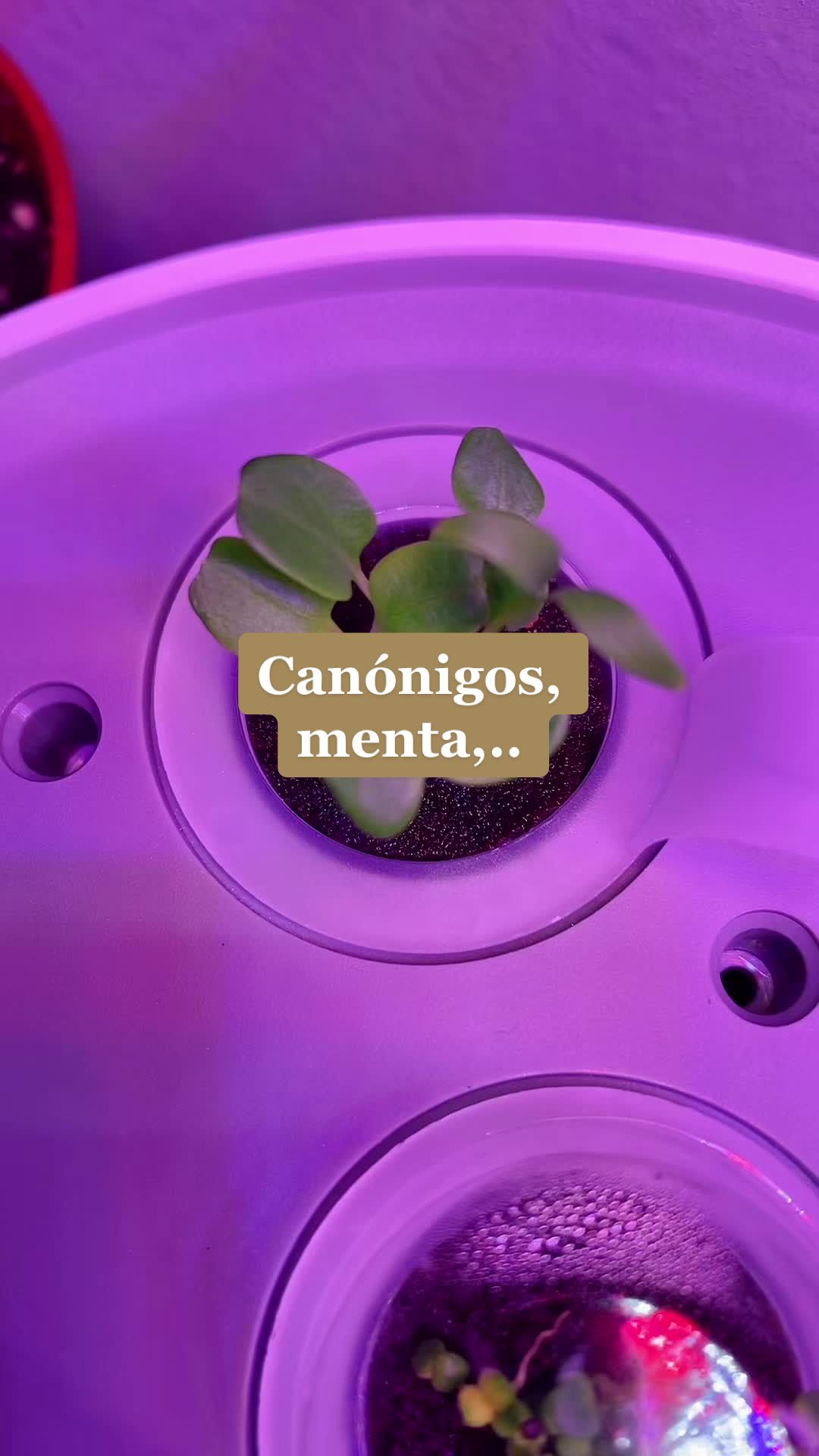 @🌸PlantsMoni🌿