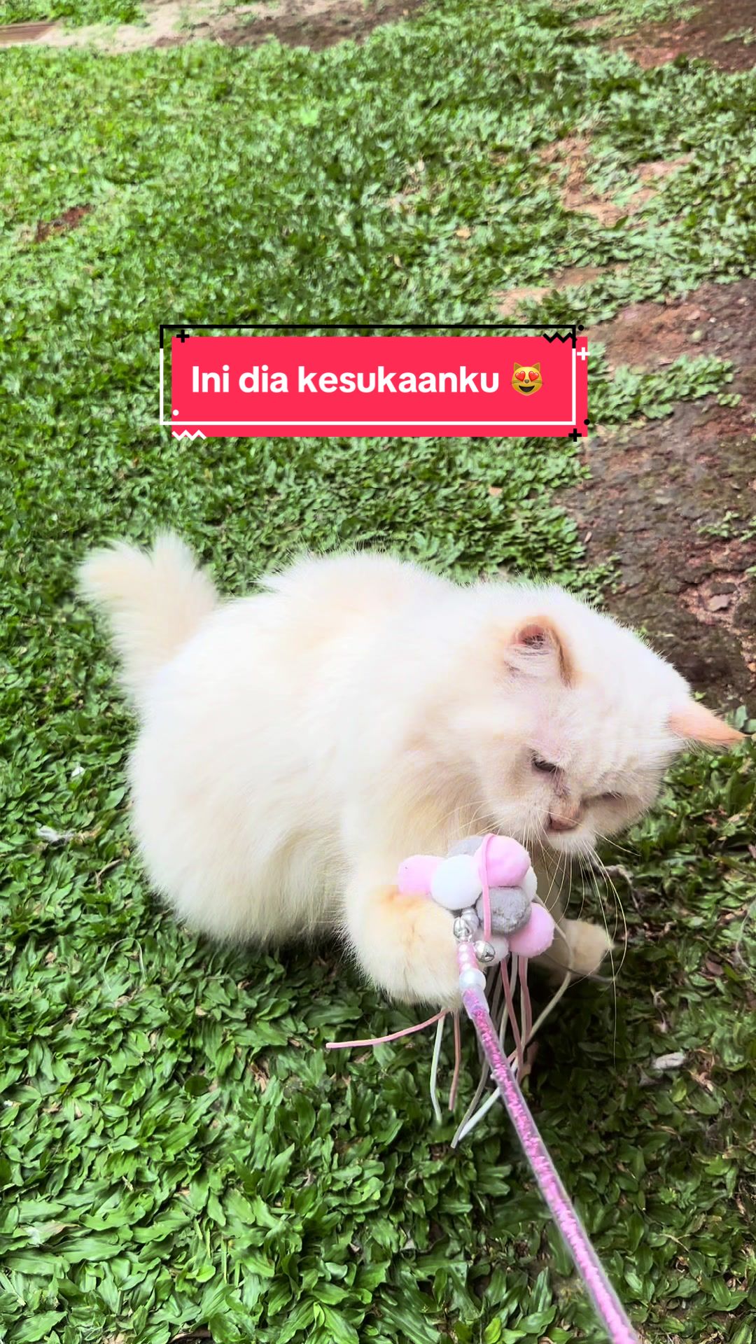 @Animonda Indonesia