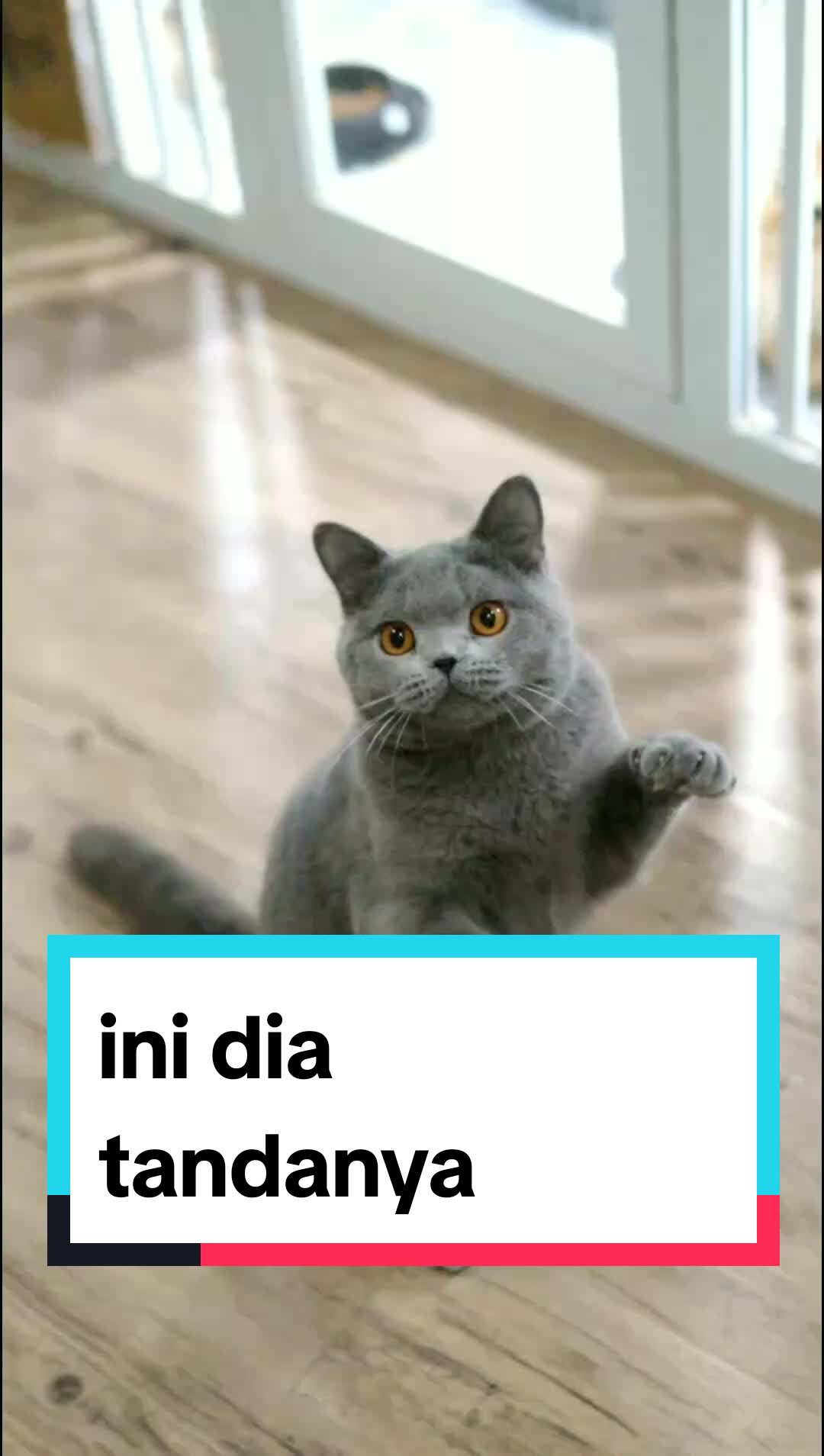 @Nekopethouse - Adopsi Kucing