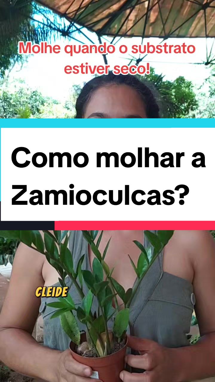 @Plantas