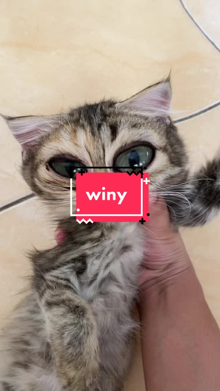 @unothemaincoon