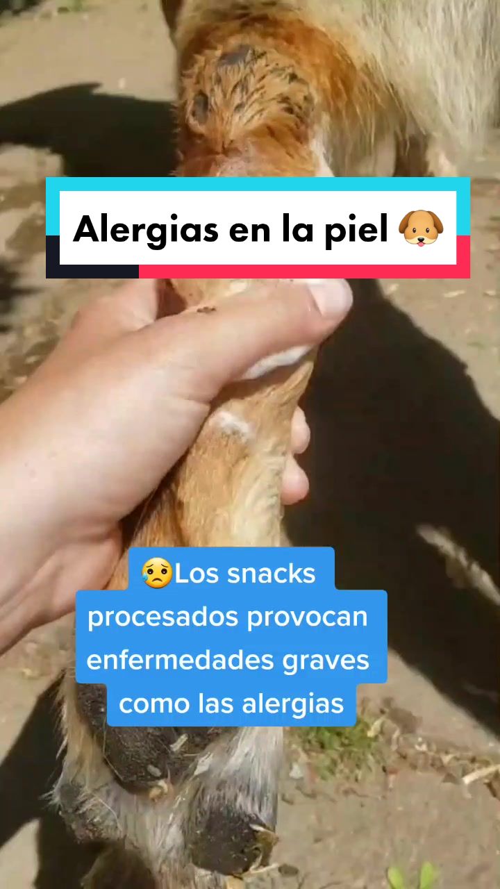@delimascotas