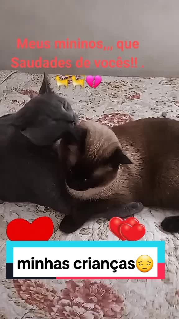 @O GATO ZEZ&Eacute;