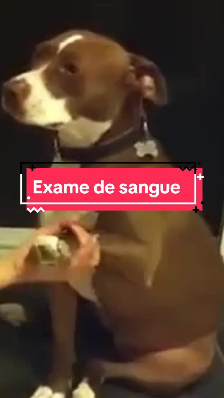 @marciamartins🦡