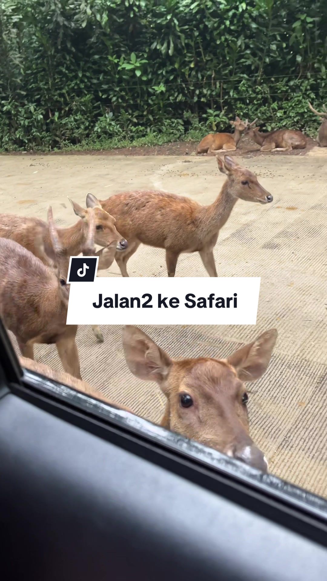 @&bull;JOJO&bull;