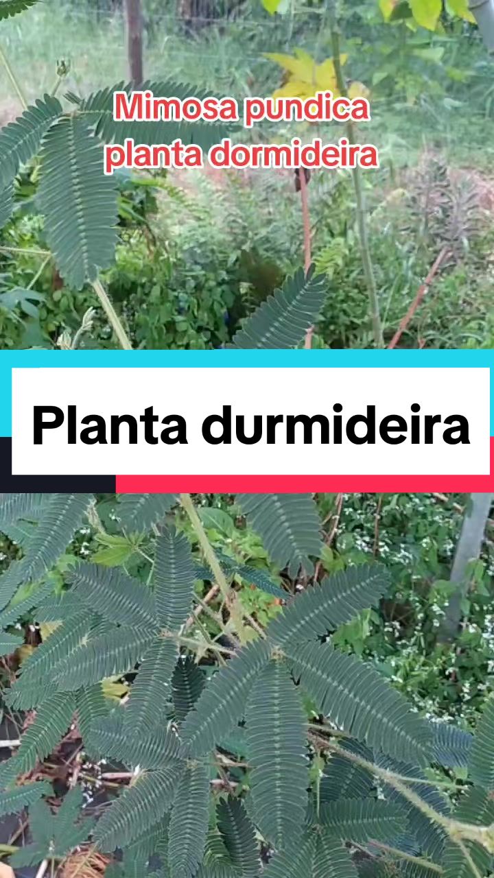 @Plantas