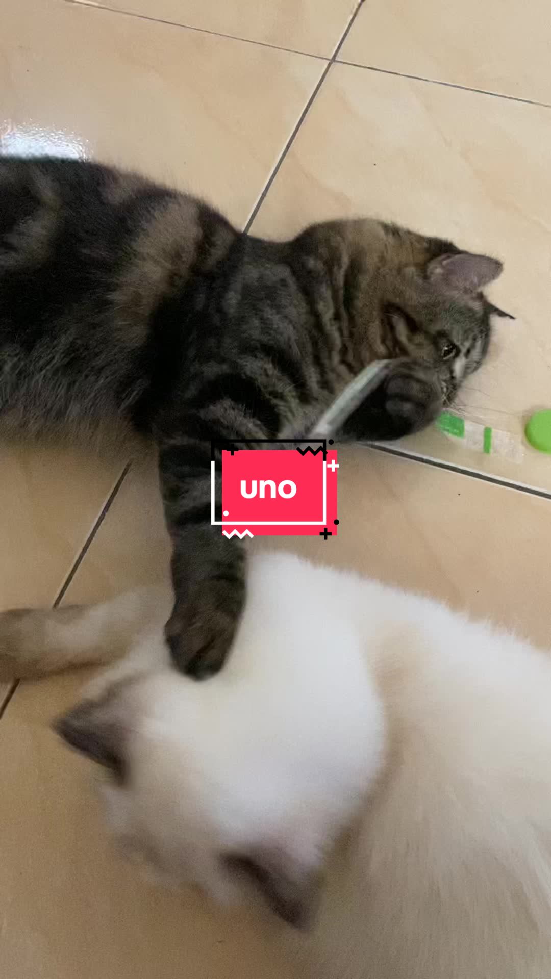 @unothemaincoon