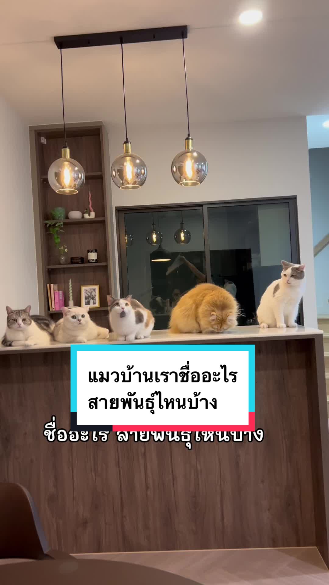 @คิมบับครับผม