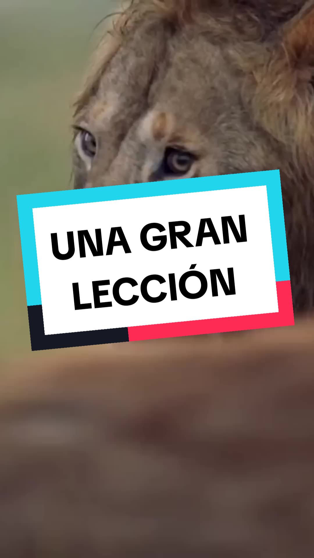@wil chambi