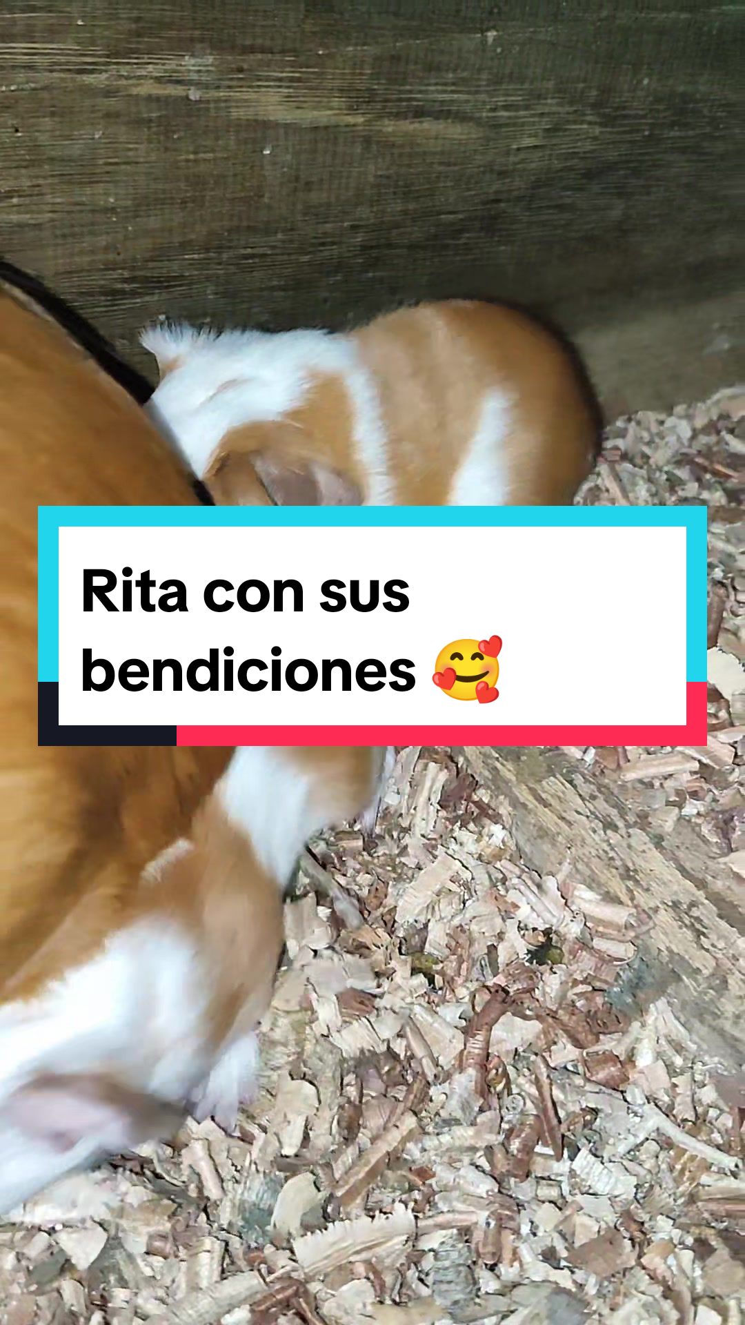 @La cuy adivina