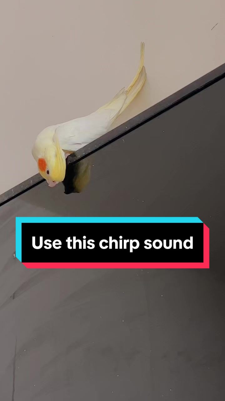 @Bixby the Budgie
