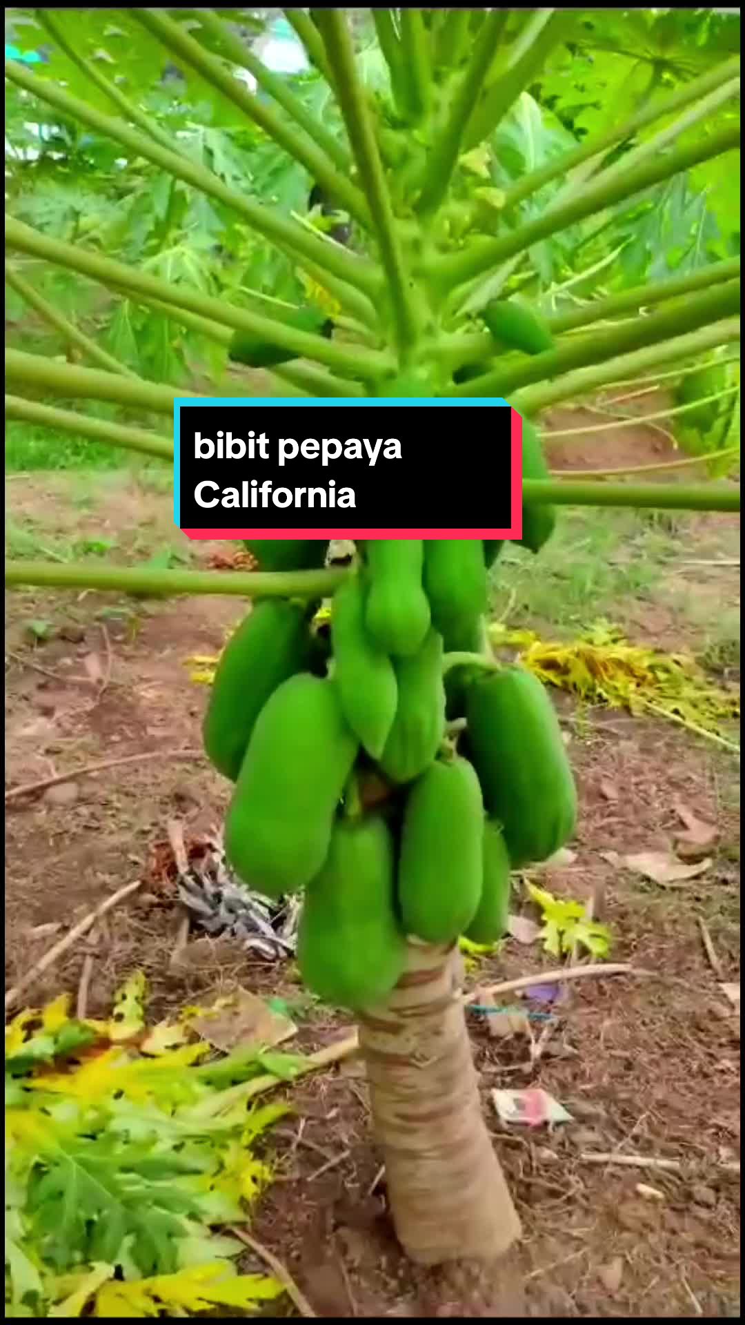 @all storekah