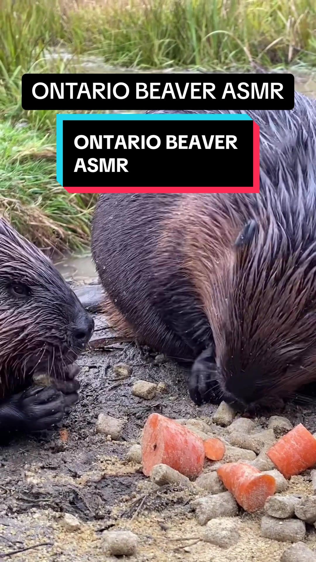 @Wild Ontario News