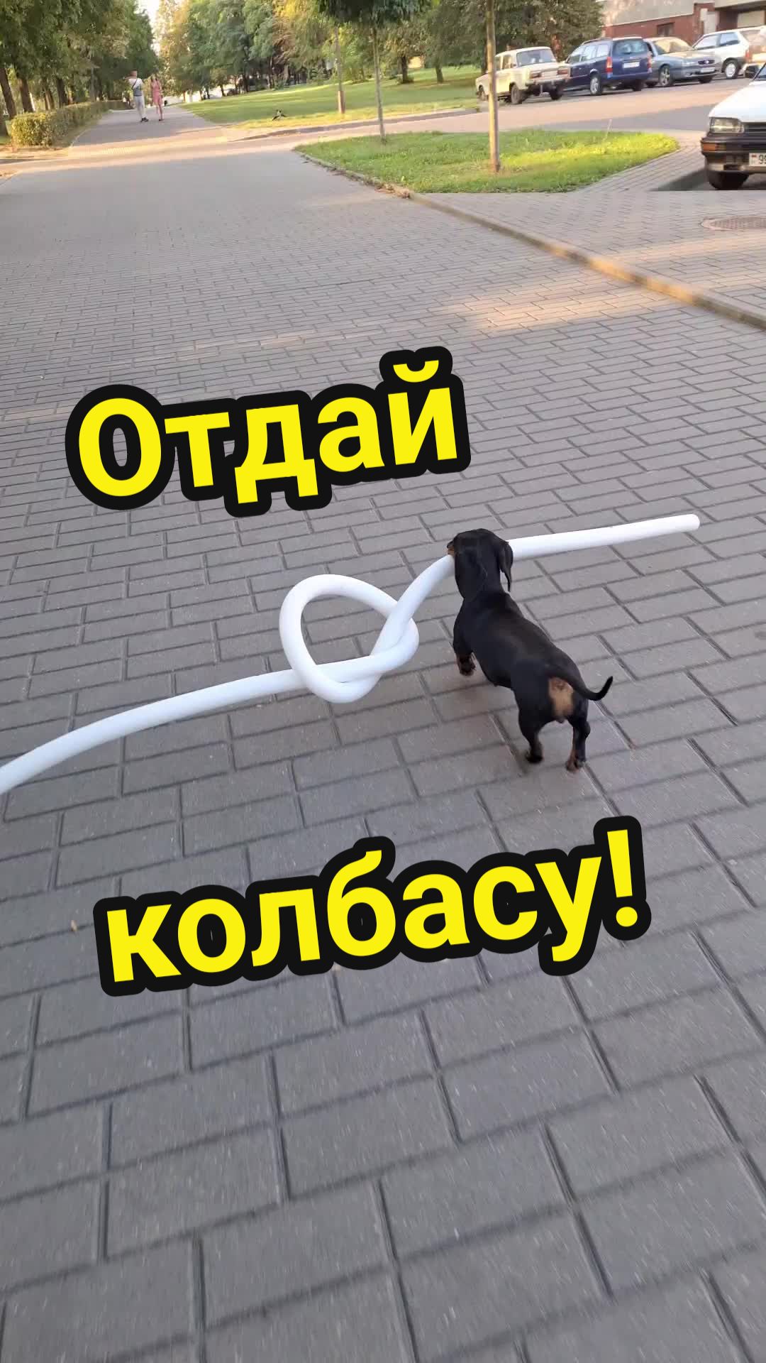 @ШПУЛЬКА. Весёлая такса!