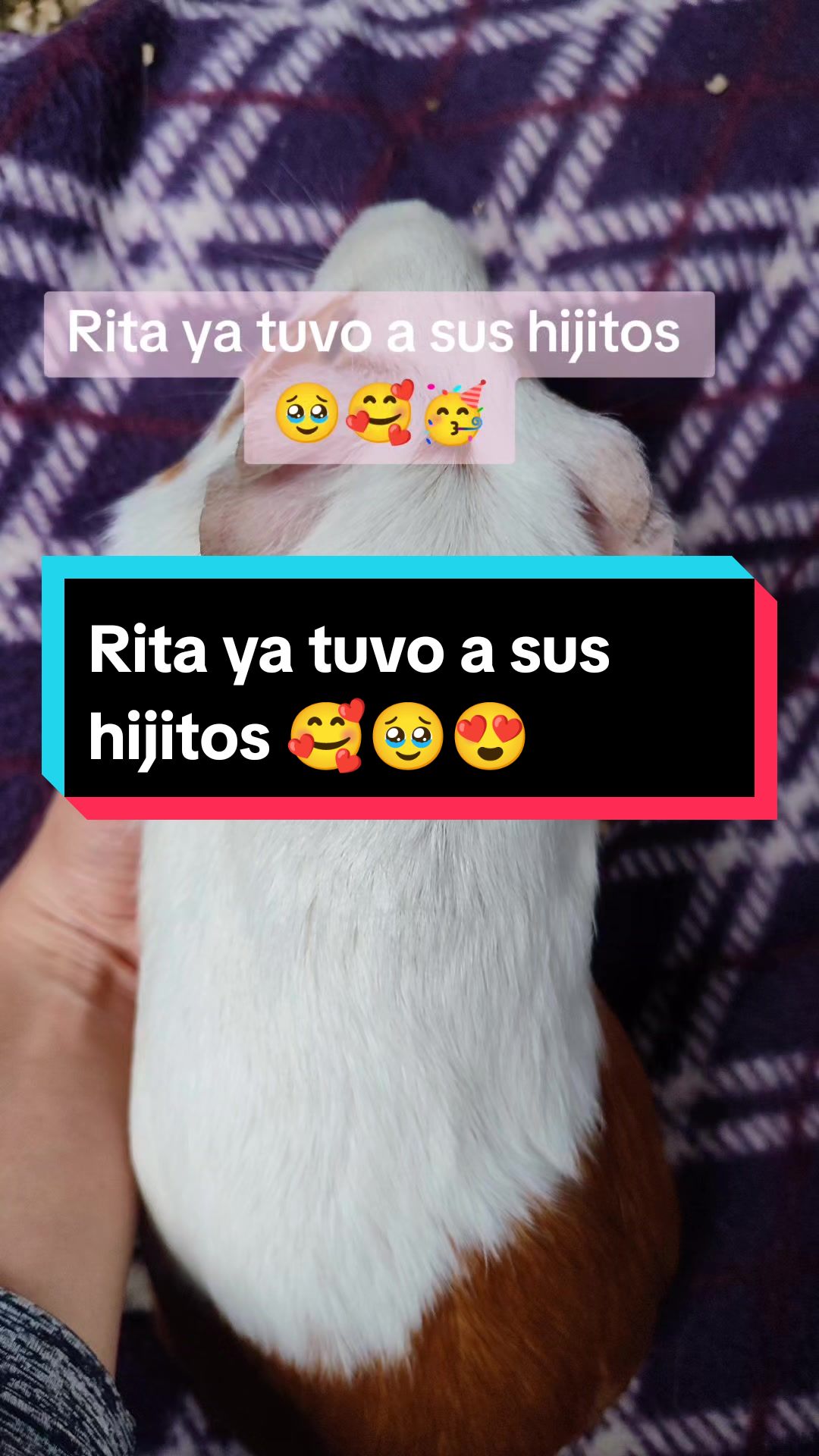 @La cuy adivina
