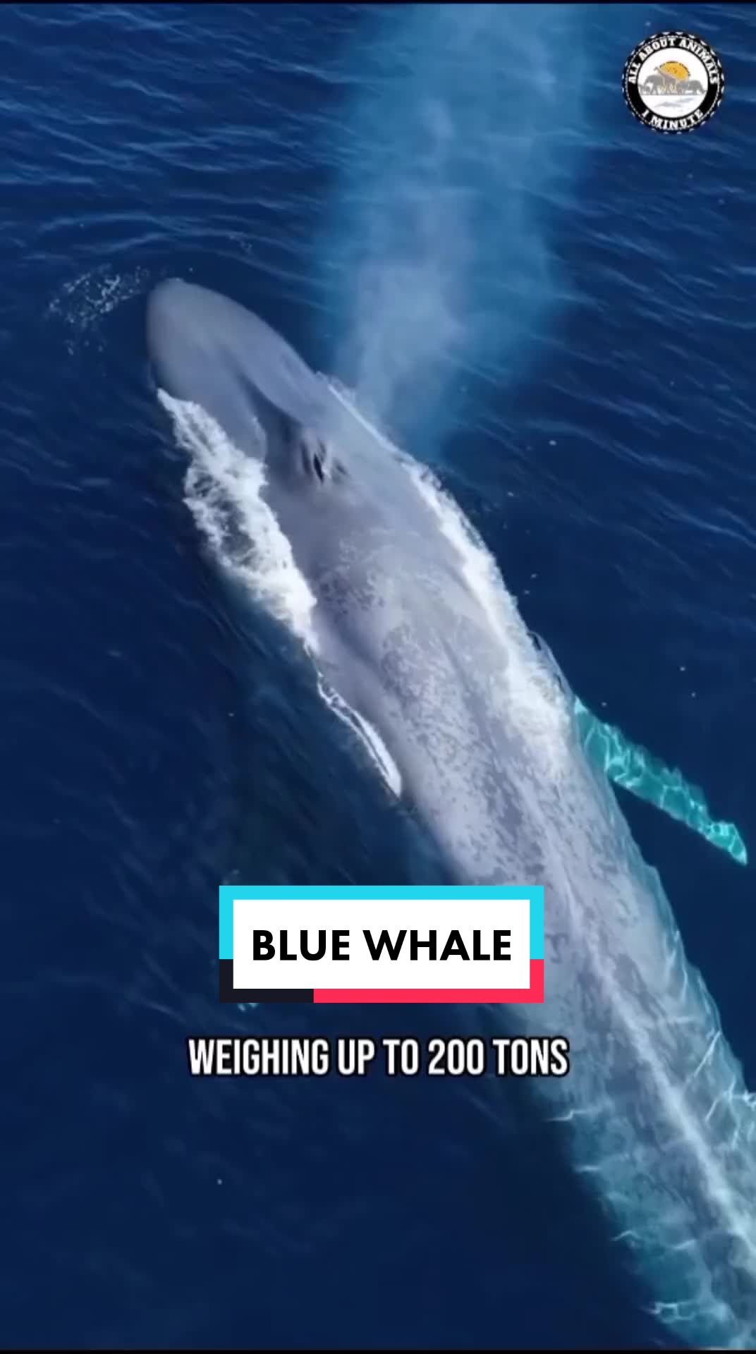 @ALL ABOUT ANIMALS