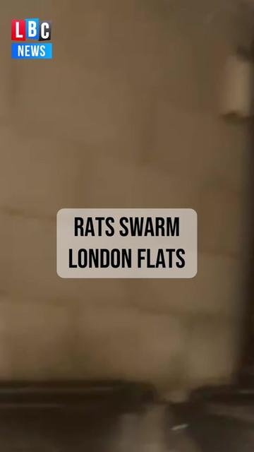 Why Do Rats Swarm A swarm of rats have been filmed in a | LBC News (@lbcnews)