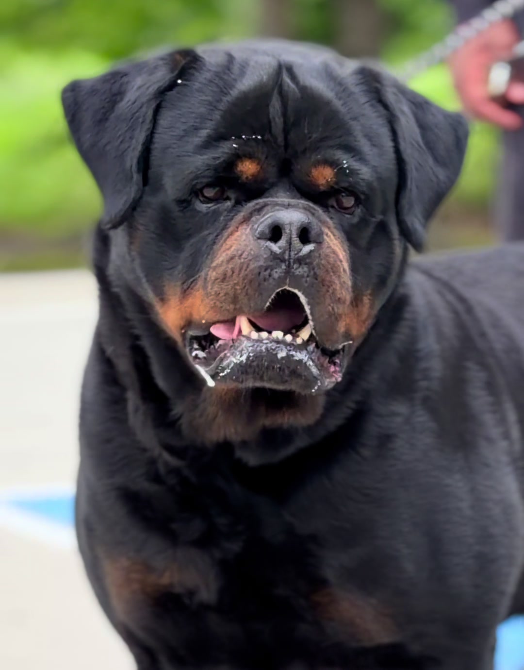 @King Vasko Rottweilers