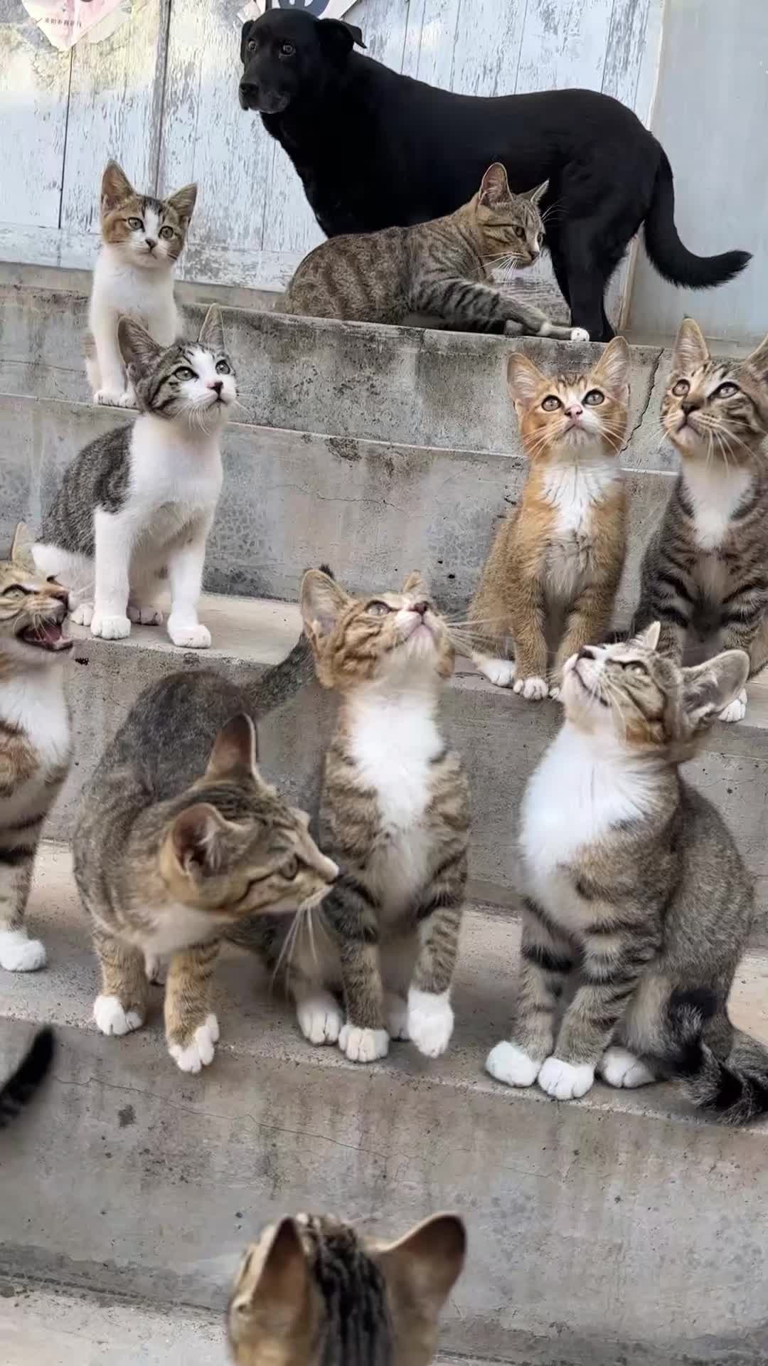 @Stray Cat Talkz