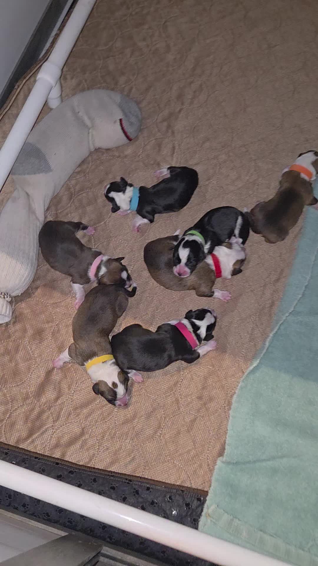 @PNW Pembroke Welsh Corgis