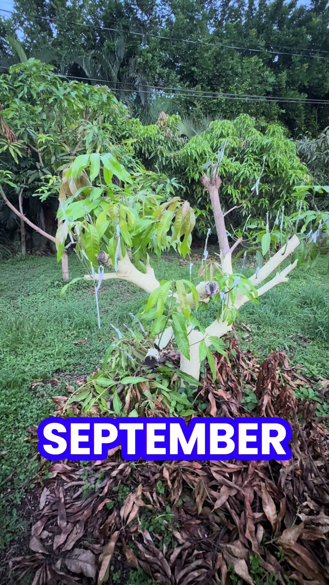 @Fruitful Trees