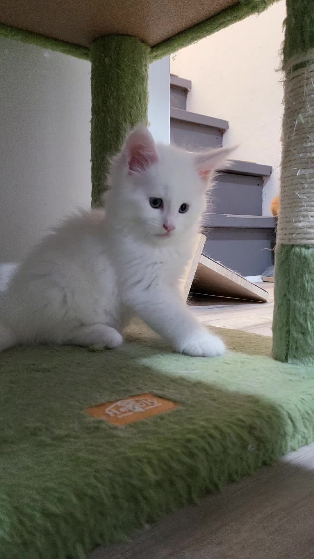@Paw Palace Maine Coon