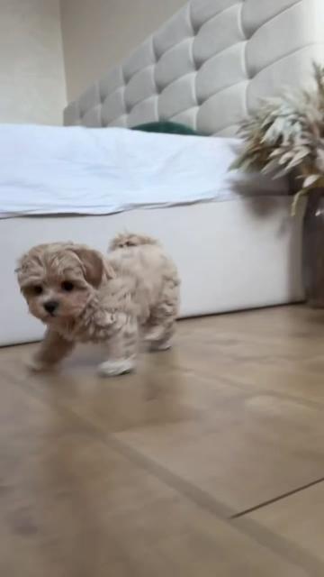@Maltipoo Puppy Place
