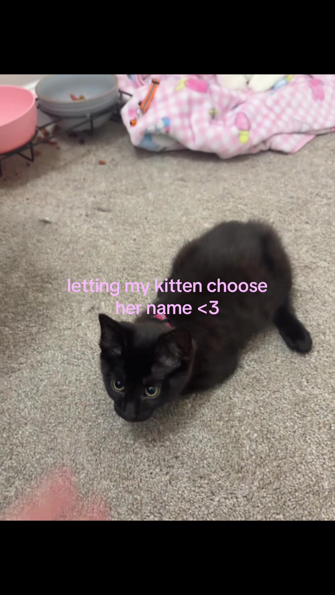 @cat