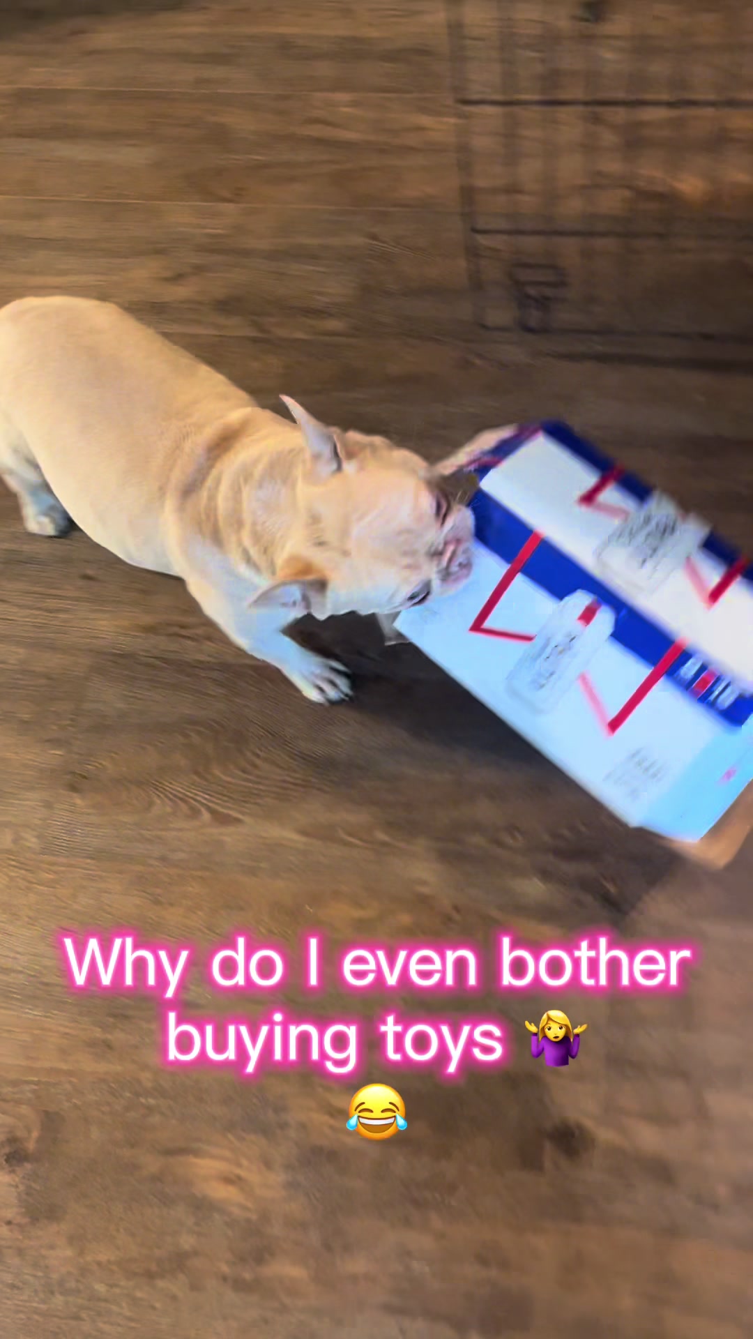@Peanut the Frenchie 🐾
