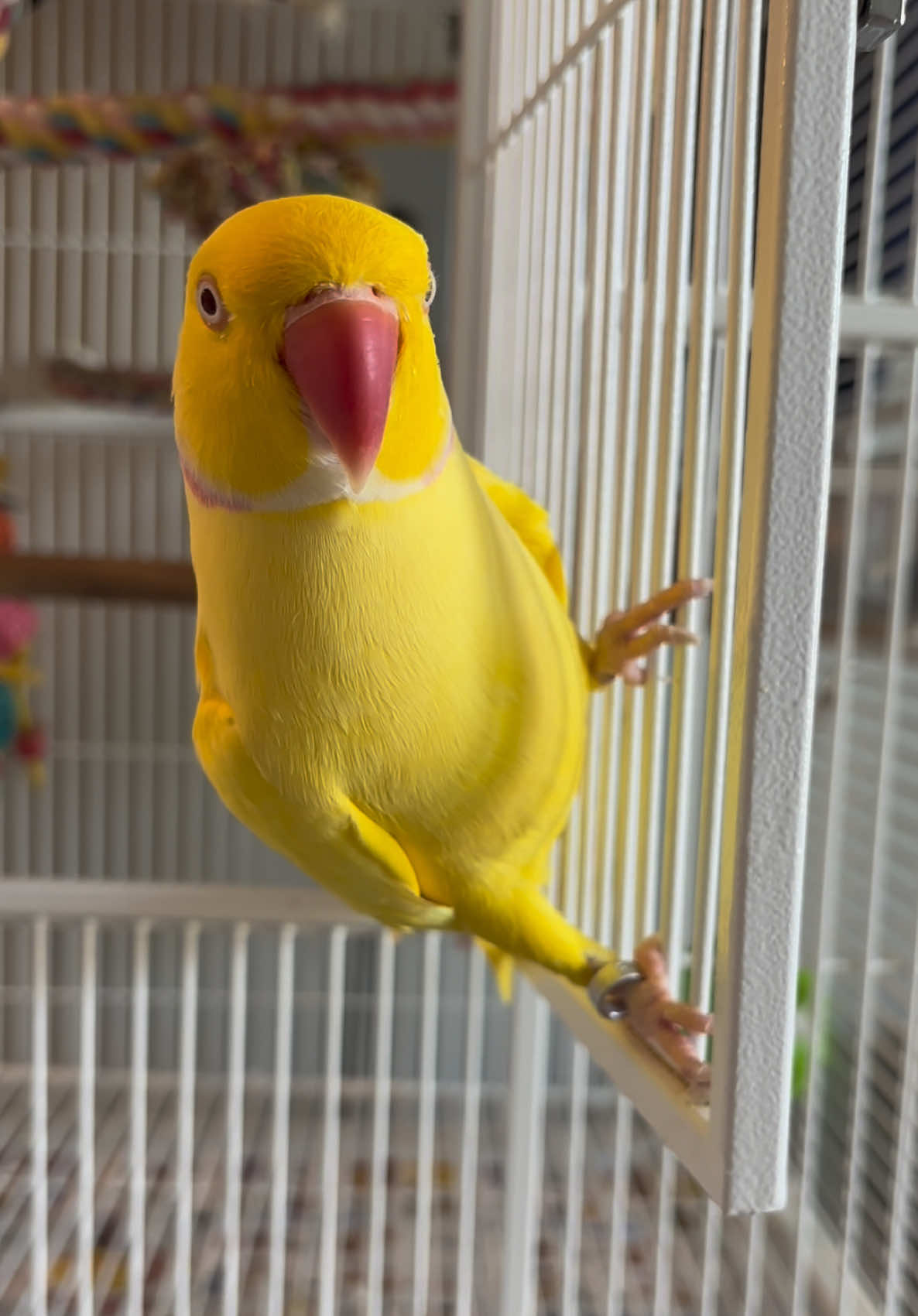 @TWINKIE 🐥