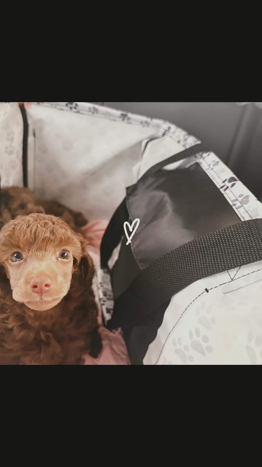 @MKPoodles
