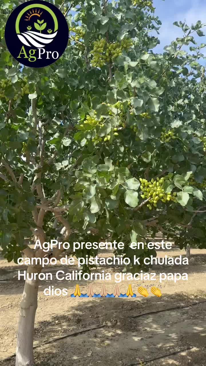 @Piedad Ayala