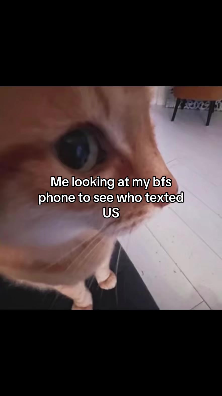 @LavanderCat