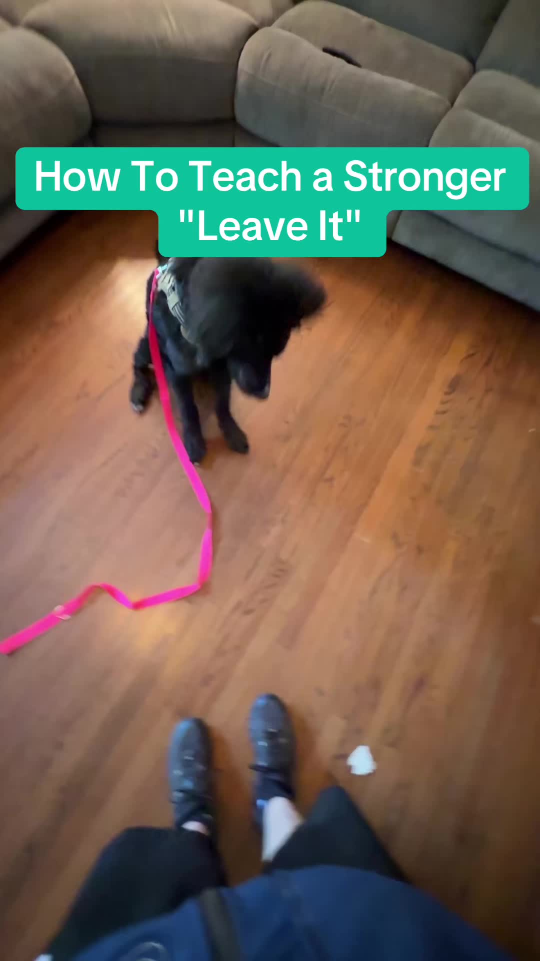 @Best Buddy Dog Trainer LLC