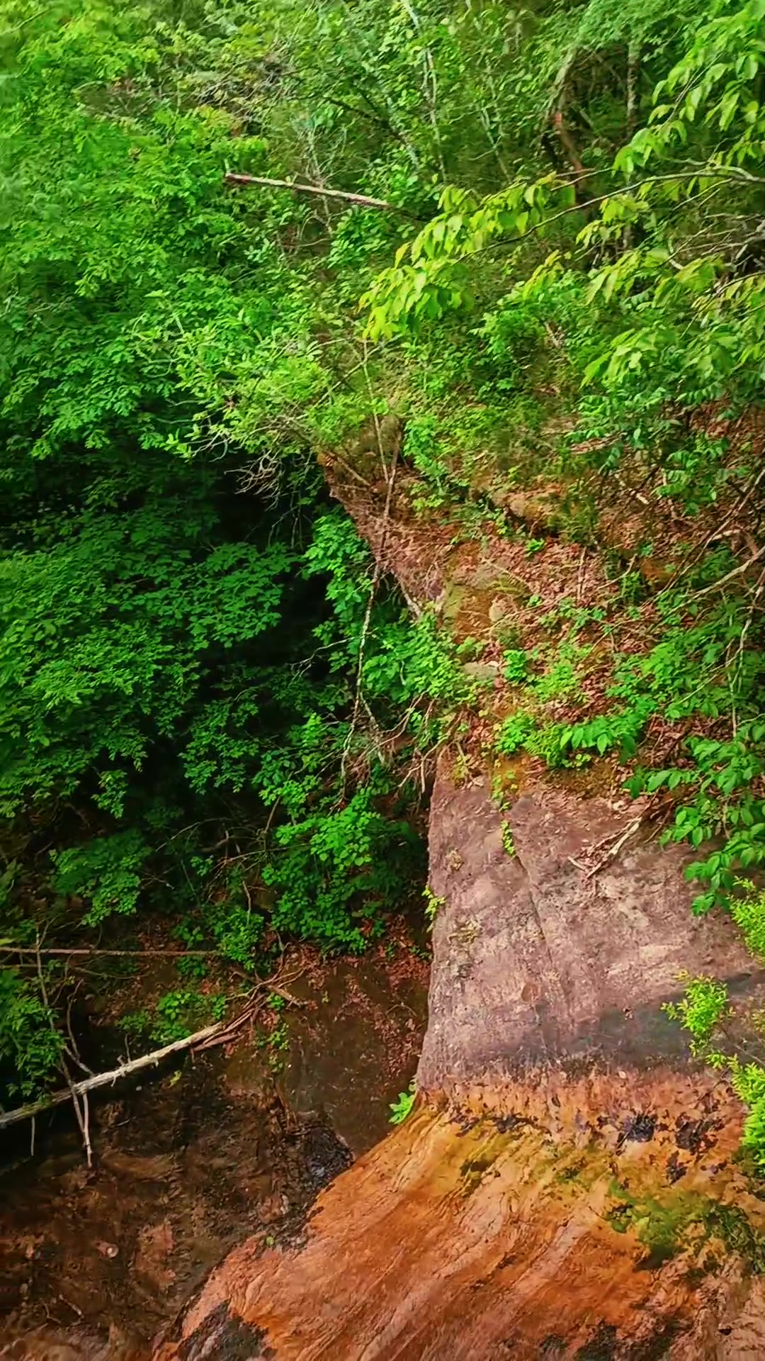 @DakotaD | the scenic gardener