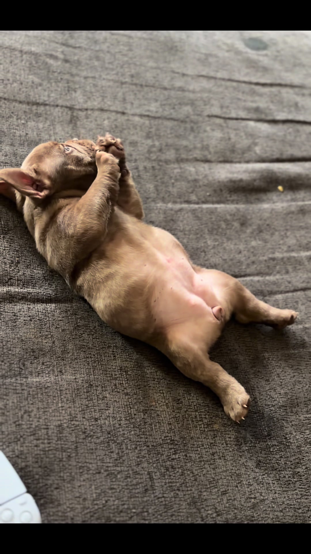 @Boxcitybullys