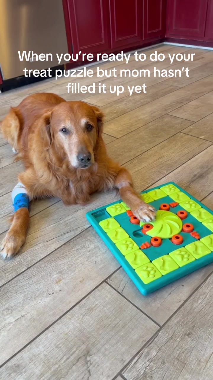 @DogMomisms