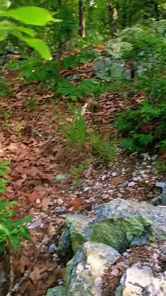 @DakotaD | the scenic gardener