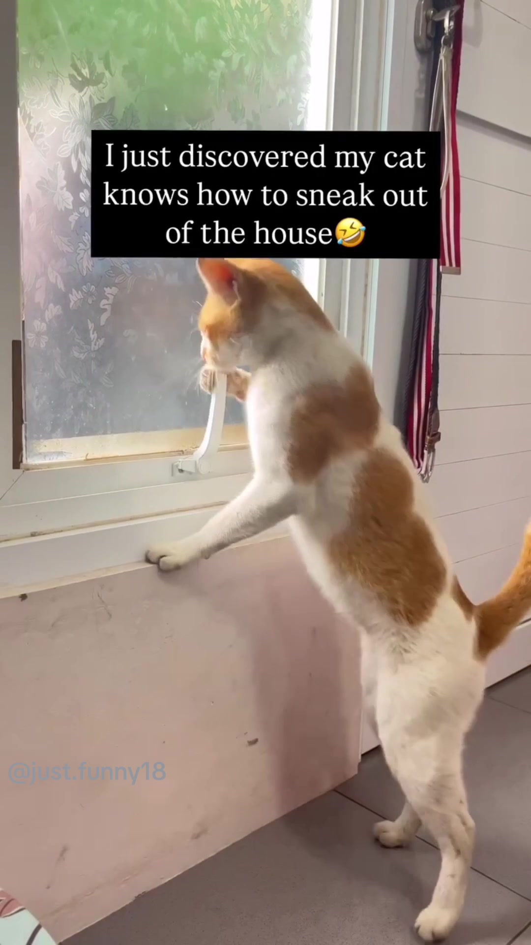 @Funny Animals😽🐶❤️