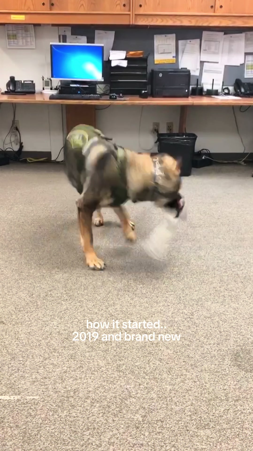 @K9 Arlo