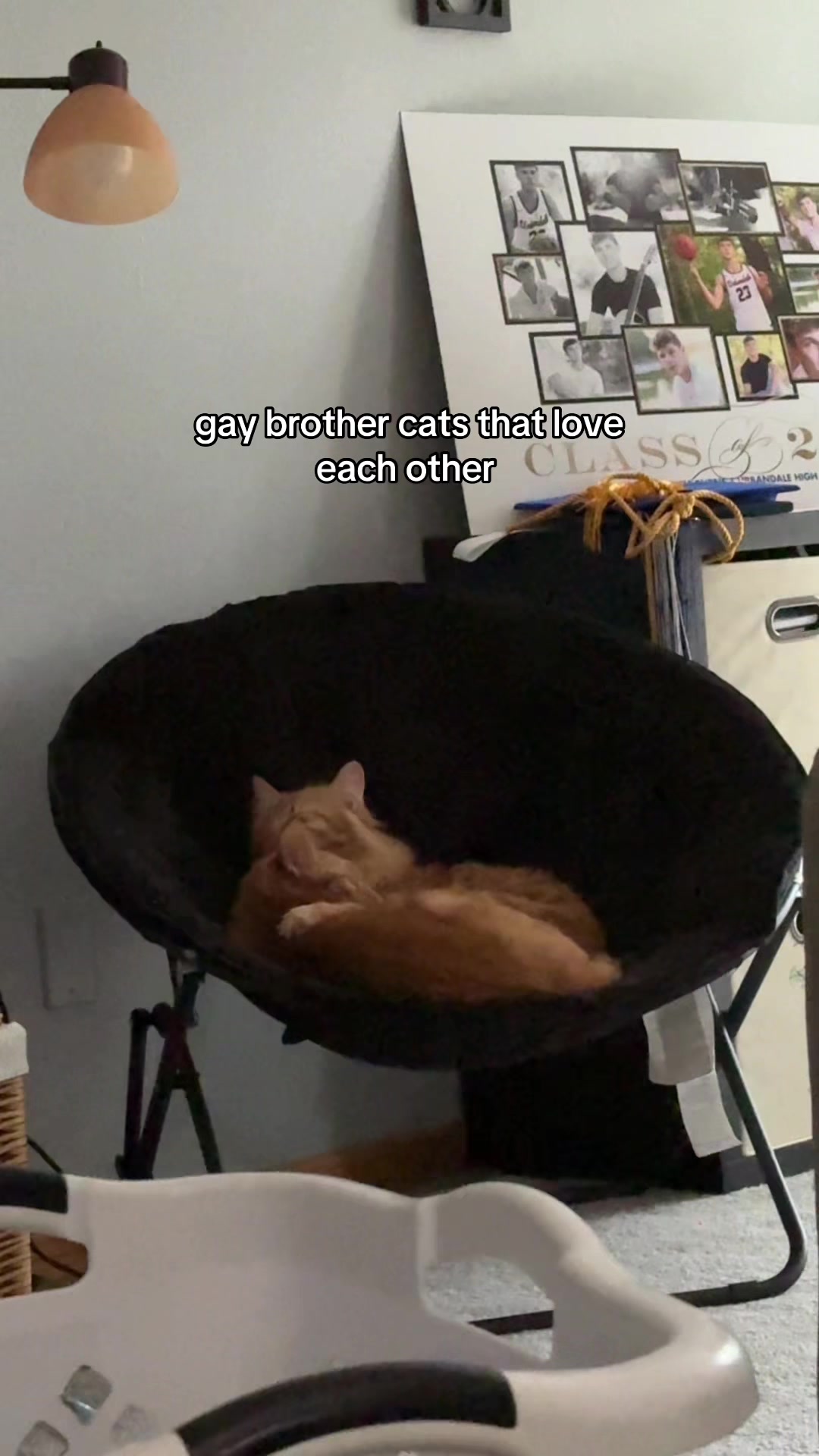 @meow