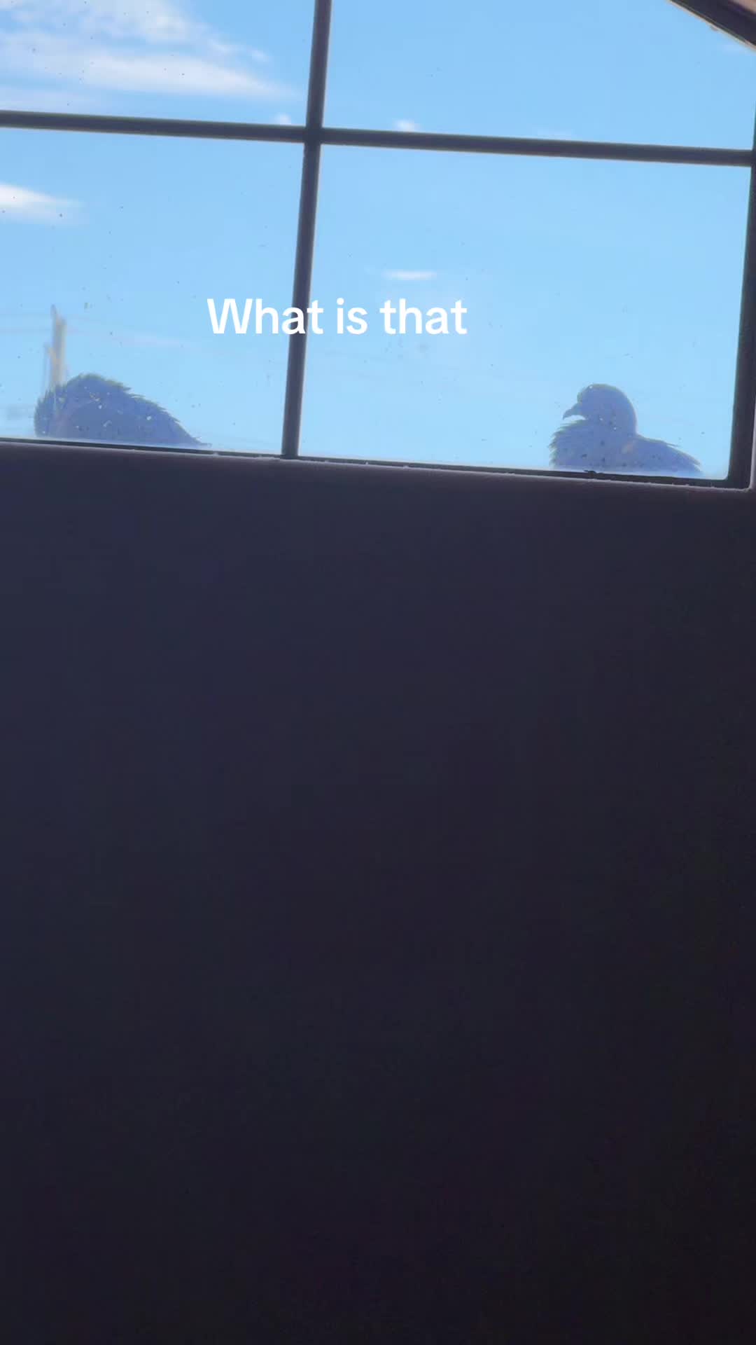 @Katseye