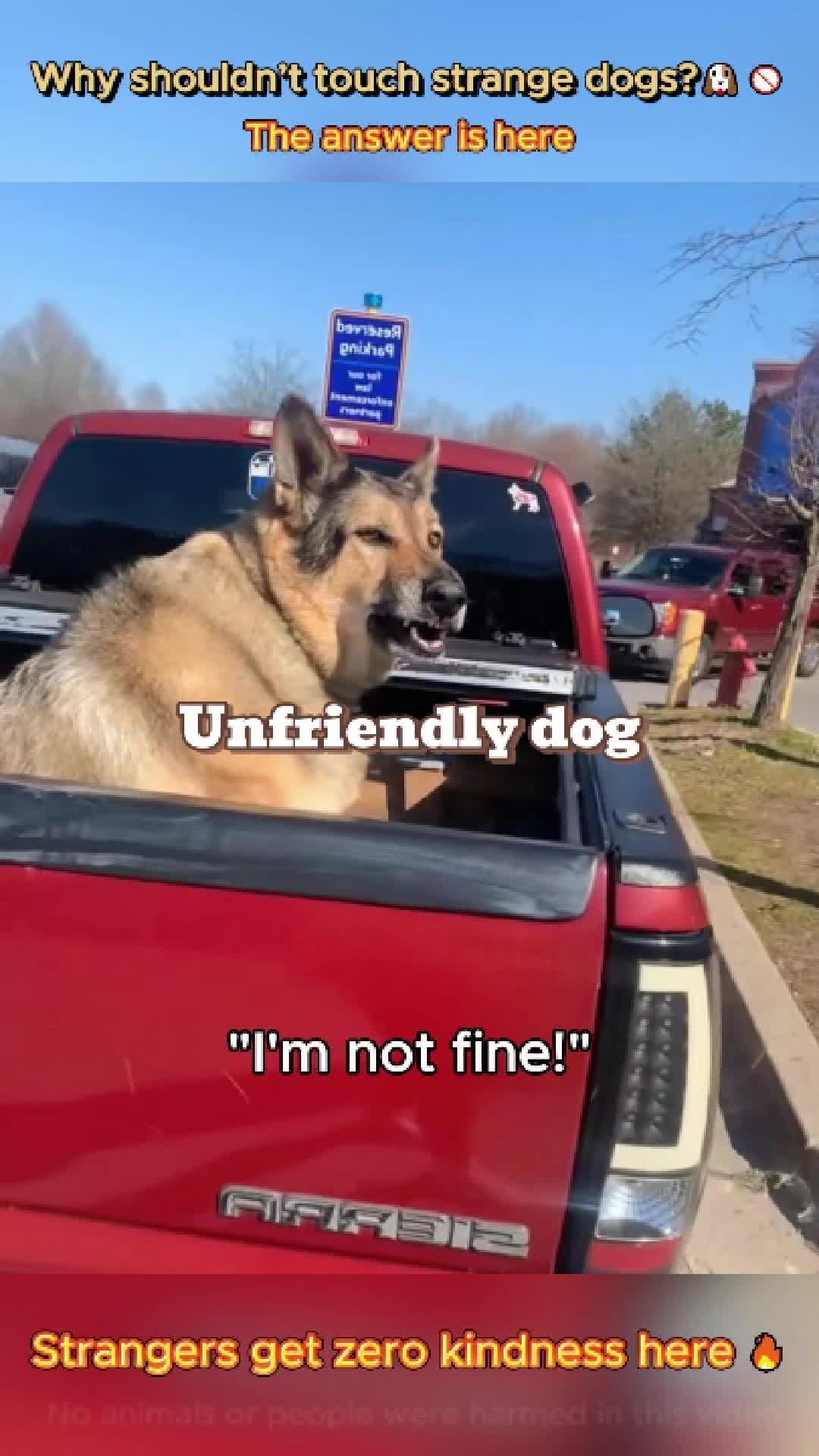 @pet.funny799