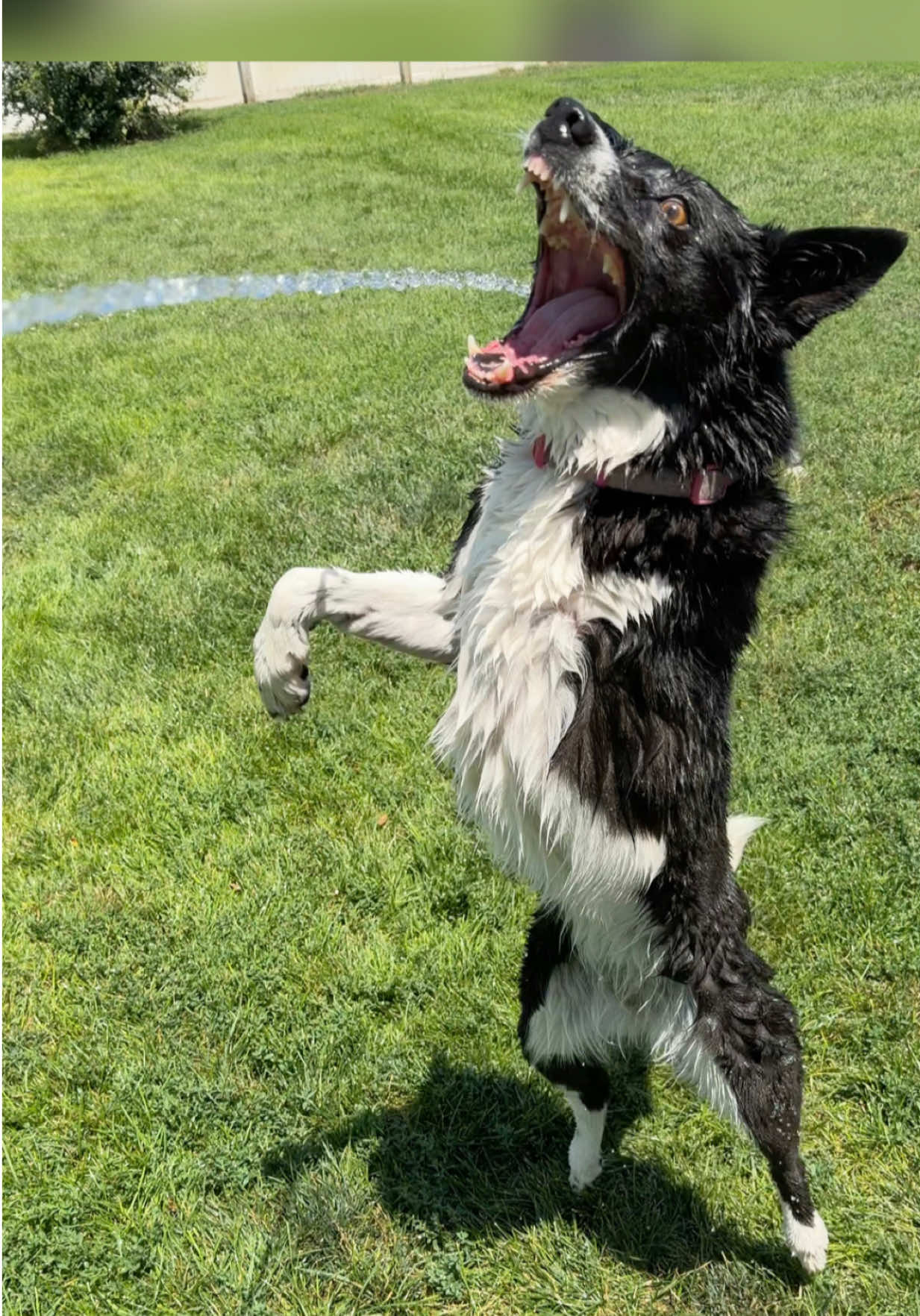 @K9 Dina