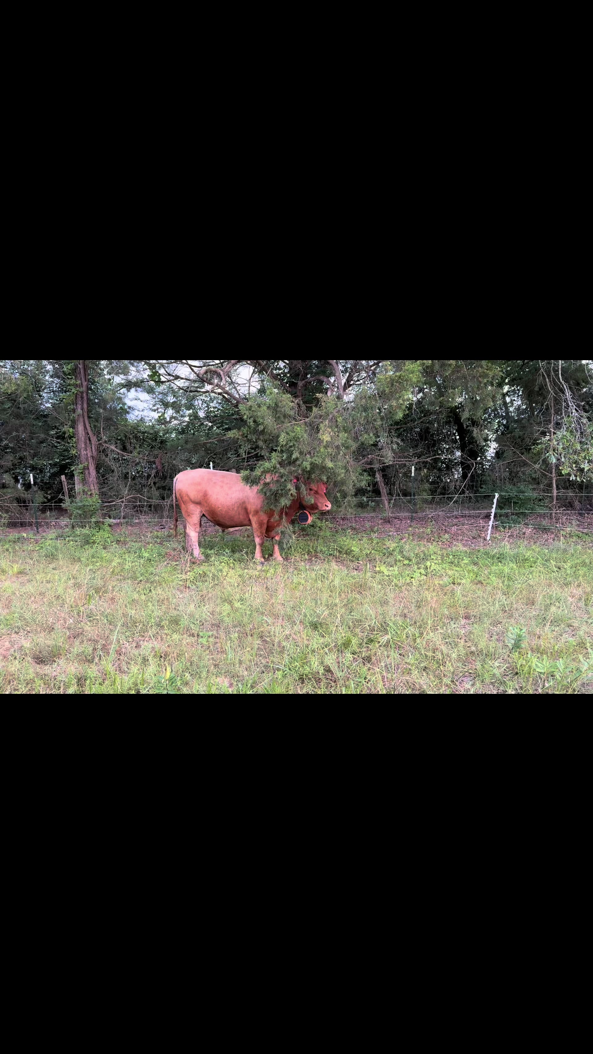 @Flat Rock Cattle Co