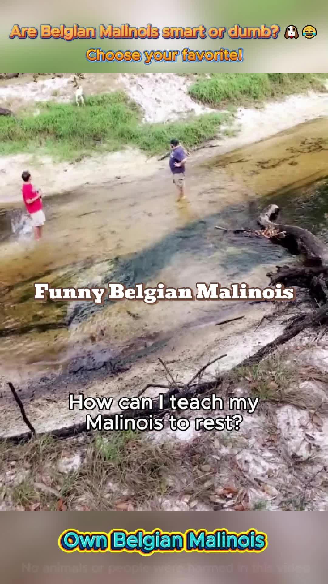 @pet.funny799
