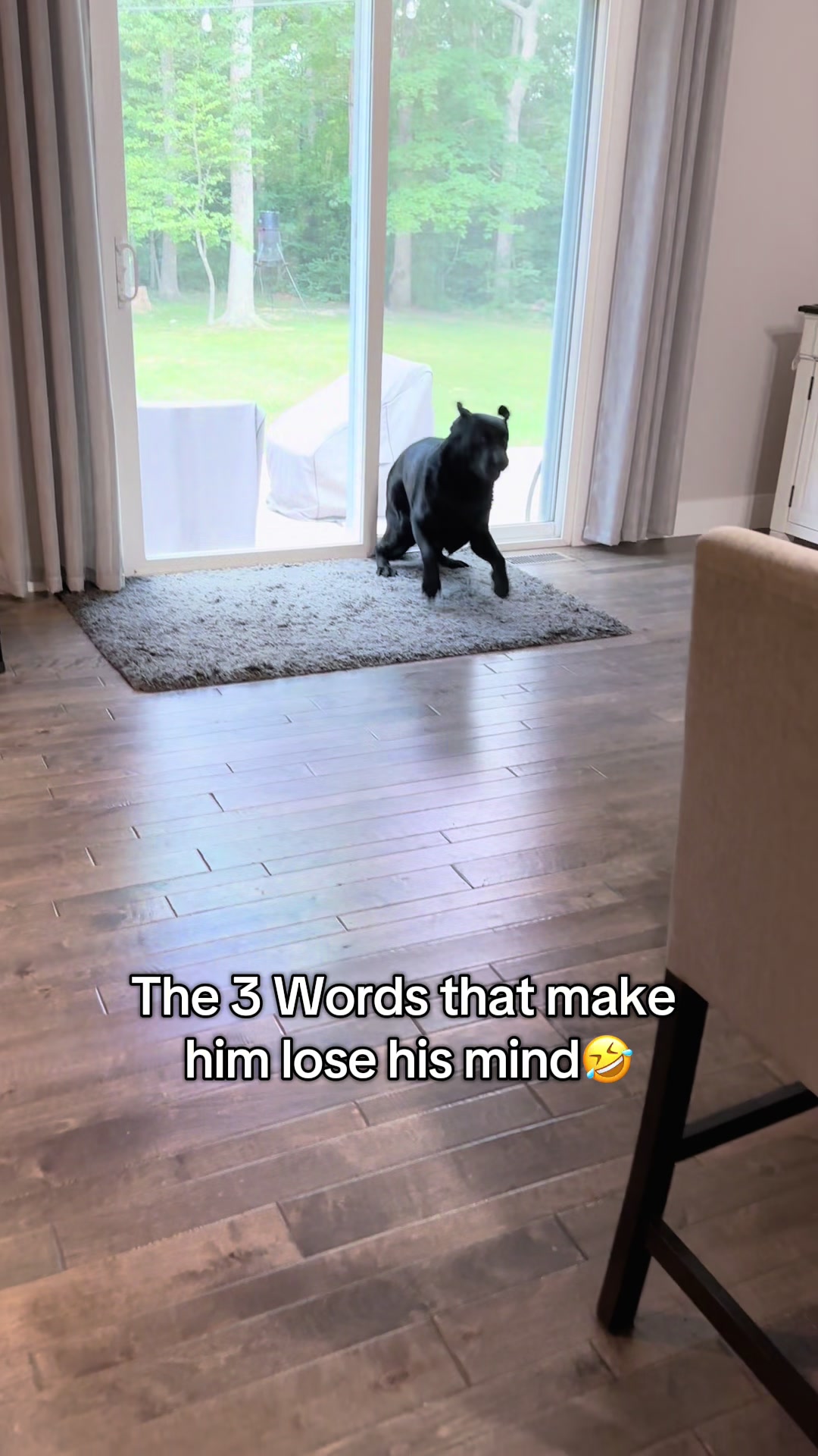 @Gunner the Good Boy Black Lab