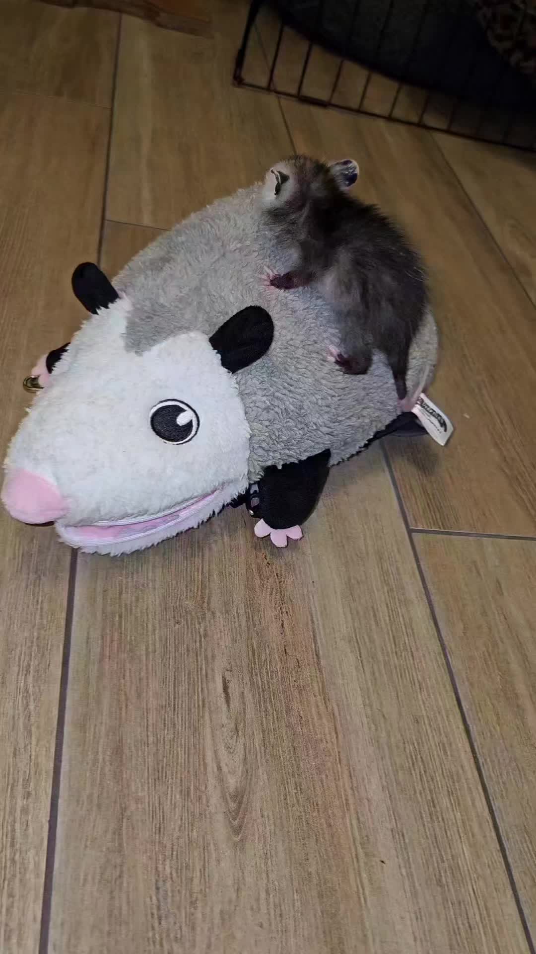 @OPOSSUM/DOG MOMMA Dea